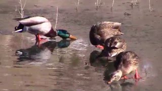 Birds of Goldwater Lake 121815 HD [upl. by Gabie414]