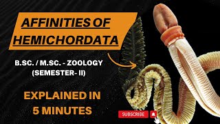 Affinities Of Hemichordata Balanoglossus BSc  MSc Semester II  Zoology [upl. by Enej]