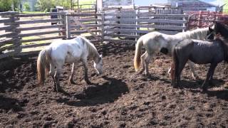 Wild horses fighting establishing position at sort [upl. by Lora]