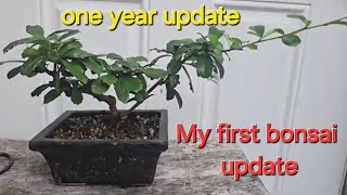 my very first bonsai tree Fukien tea tree [upl. by Kantor]