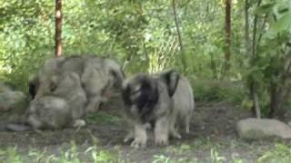 Caucasian ovcharka puppies 6  65 weeks old ECHINUS kennel [upl. by Emmett]