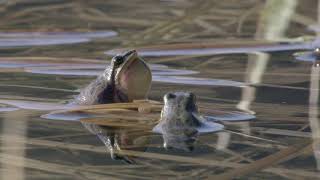 A Chorus of Frogs [upl. by Ttimme386]