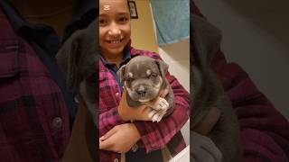 Happy 4 weeks old buddy Royal Kennels Macadamian puppy americanpocketbully shorts [upl. by Boykins798]