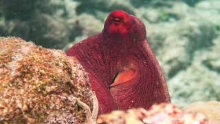 Snorkeling Reethi Faru House Reef [upl. by Orv]