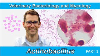 Actinobacillus Part 1  Veterinary Bacteriology and Mycology [upl. by Oba410]