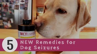 Dog Seizures 5 New Remedies [upl. by Madelina]