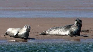 Grandeur Nature  La baie de somme  Documentaire Animalier [upl. by Carolee494]