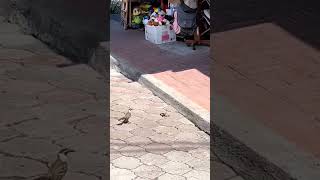 Mockingbird vs snake natural encounter on Santa Cruz Island [upl. by Lokim]