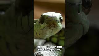 Boomslang Dispholidus typus  OneMinute Wildlife [upl. by Rocca975]