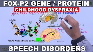 FoxP2 Gene  Speech Disorders  Childhood Verbal Dyspraxia [upl. by Nowyt]