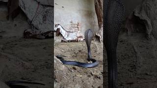 King cobra vs Goat new video by Nagin sapera [upl. by Neely]