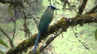 Pajaro Barranquero en libertad [upl. by Siari124]