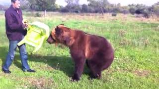 Pet Circus Bear Performs Tricks in Yard [upl. by Marozas]