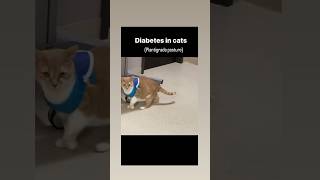 Diabetes In Cat  Plantigrade Posture  Vet drugs [upl. by Anerehs]