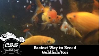 Easiest Method to Breed GoldfishKoi  No Brine Shrimp  No Eggs Yolks  Simple [upl. by Rases290]