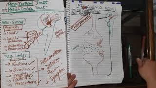 Antipsychotics 7  Mechanism of Action of ClassicTypical Drugs [upl. by Annahael]