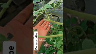 tomato  Solanum lycopersicumgardeningpublicagriculture vegetablegardening [upl. by Thebazile109]