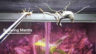 Q and A Number 8 Basic Mantis Care [upl. by Ardnasella]