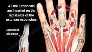 Lumbrical Muscles Of The Hand Anatomy  Everything You Need To Know  Dr Nabil Ebraheim [upl. by Riess51]