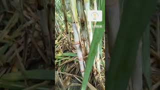 Co 17018 new sugarcane variety new farming sugarcanefarming agriculture villagelife farmfield [upl. by Friederike564]