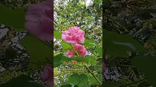 bikal belar sthol paddogolapi colour short tending viral subscribe [upl. by Einnil835]