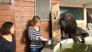 En immersion dans les coulisses de laquarium [upl. by Janine]