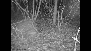 Masked Palm Civet Leaves Territorial Marking beside Vacant Den of Japanese Badger [upl. by Aiasi]