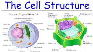 Biology  Intro to Cell Structure  Quick Review [upl. by Arodasi]