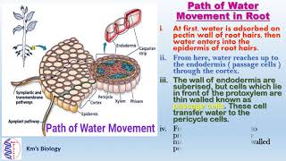 Various Path of Water Absorption in Plant [upl. by Vania612]