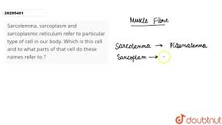 Sarcolemma sarcoplasm and sarcoplasmic reticulum refer to particular type of cell in our body Whi [upl. by Eidoc]