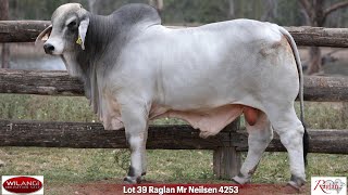 Lot 39 Raglan Mr Neilsen 4253 [upl. by Alburg]