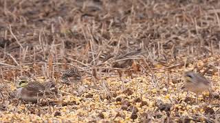 Lapland Longspur and Horned Larks Winter visitor December 10 2024 Lucan Ontario [upl. by Aldwon461]