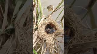 Baby Birds Remarkable Feat Eat In Nest EP118 birdslover birdwatch wildlife viralvideo birds [upl. by Anawek525]