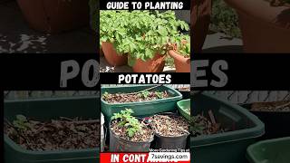 Guide to Planting Potatoes in Containers StepbyStep Tutorial On How To Plant Potatoes shorts [upl. by Corabel946]