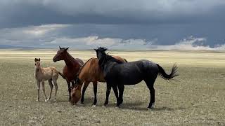 Wyoming Wind and Horses outside Laramie Wyoming [upl. by Aettam505]