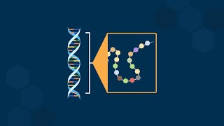 Structural Correspondence Between One Gene and One Polypeptide [upl. by Trina]