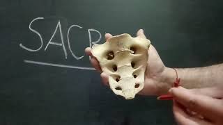 SACRUM PART2  BY DR MITESH DAVE [upl. by Cart51]