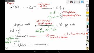 7 Uronic Acid Pathway [upl. by Aurelius827]