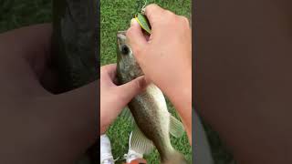 Good size bass while fishing local pond [upl. by Esinwahs774]