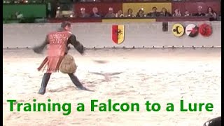 Medieval Times Schaumburg Training a Falcon to a Lure [upl. by Annoj99]