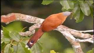 Globo reporter As vozes e as cores da Amazonia [upl. by Althee]