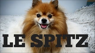 ❤ TOUT SAVOIR SUR LE SPITZ enfin presque ❤ [upl. by Coppock]