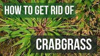 How to Get Rid of Crabgrass 4 Easy Steps [upl. by Schonfeld]