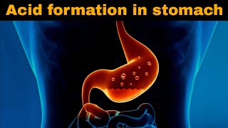 पेट में एसिड कैसे बनता हैं  Digestive System 4  Acid production in stomach [upl. by Crowns364]