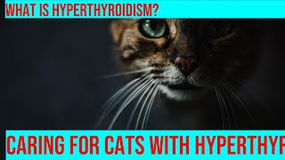 Caring for a Cat with Hyperthyroidism What You Need to Know [upl. by Doownil]