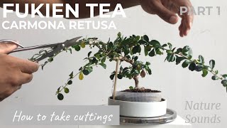 How To Take Cuttings From Fukien Tea Carmona Retusa Part 1 Jan2022 [upl. by Ecnarwal]