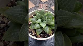 Haworthia…🥰 haworthia succulentaddict euphorbia cactusmania desertplants cactus plants [upl. by Emogene120]