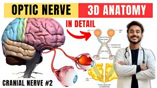 cranial nerve anatomy  visual pathway and lesions  cranial nerve 2 anatomy [upl. by Enileda]