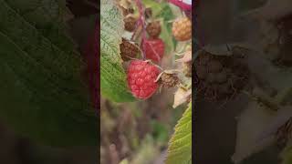 Fall raspberries raspberry fruit [upl. by Adnam]