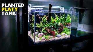 Aquascape Tutorial Planted Platy Aquarium How To Step by Step Fish Tank Guide [upl. by Maxa121]